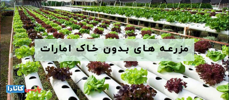 مزرعه های بدون خاک امارات