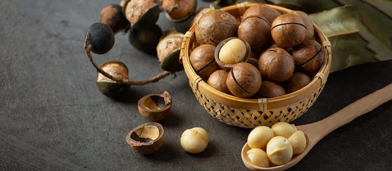 دانه ماکادمیا