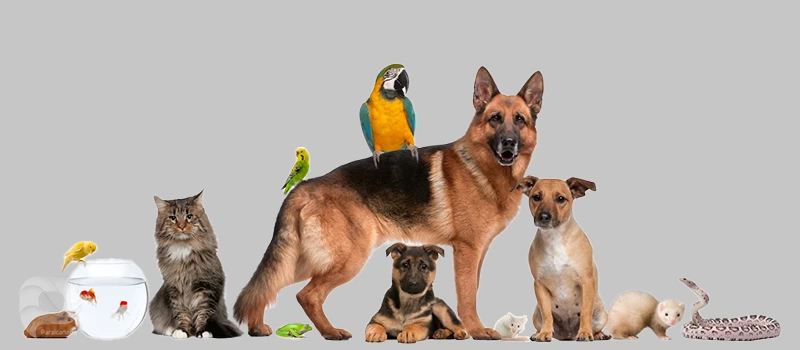 حیوانات مجاز قابل انتقال به استرالیا، نژاد های سگ ، گربه و...