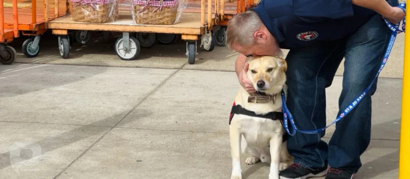 نوازش کردن سگ