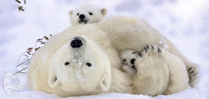 خرسهای قطبی چرچیل (Polar Bears of Churchill) در مانیتوبا