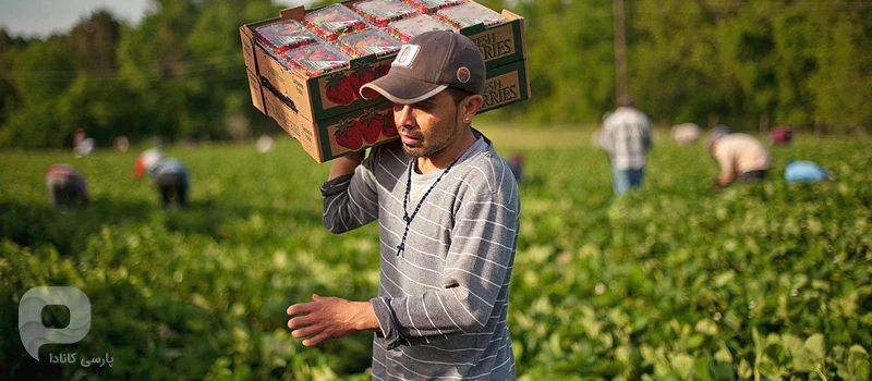 شغل کارگر مزرعه Farm Worker