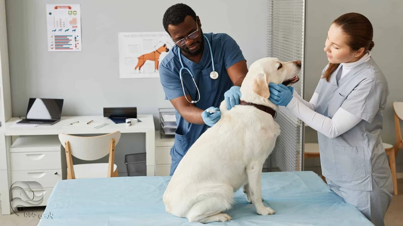 دامپزشکی در کانادا