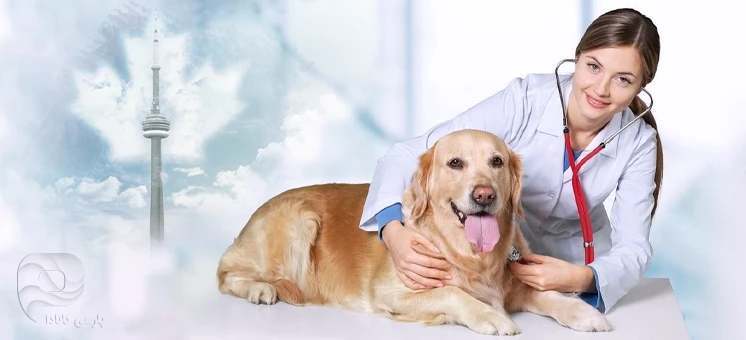 شغل دامپزشکی در کانادا